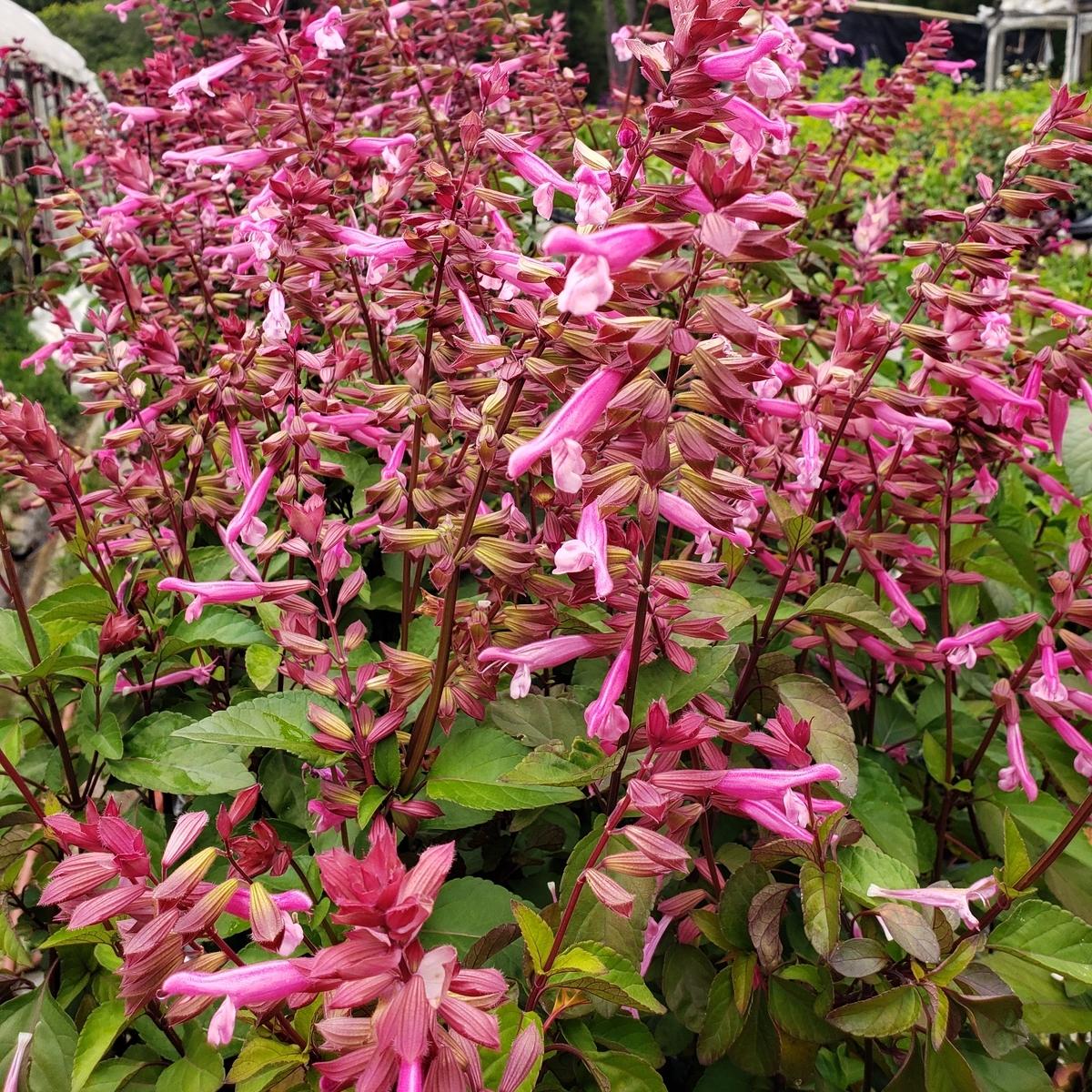 Salvia 'skyscraper Pink' - View 30 from www redcrocus com