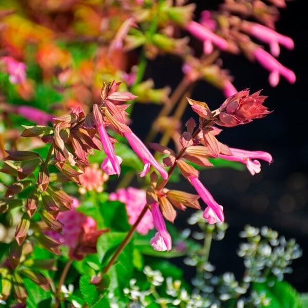 Salvia 'skyscraper Pink' - View 32 from www redcrocus com