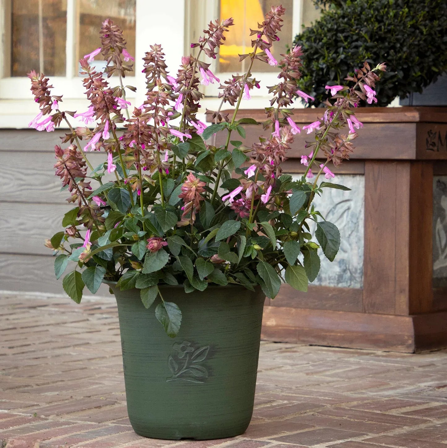Salvia 'skyscraper Pink' - View 34 from www redcrocus com