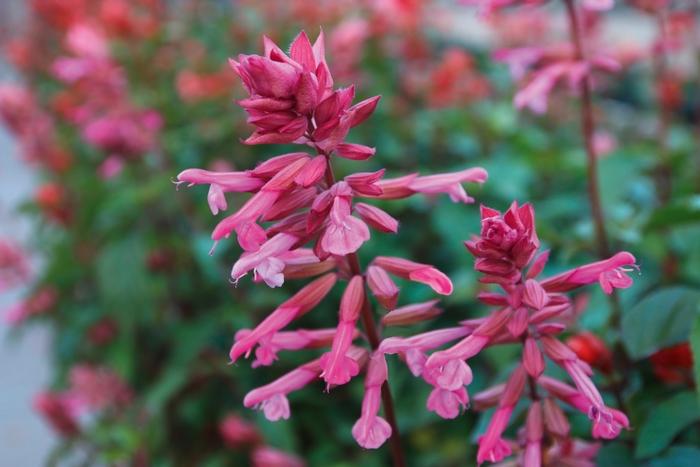 Salvia 'skyscraper Pink' - View 35 from www redcrocus com