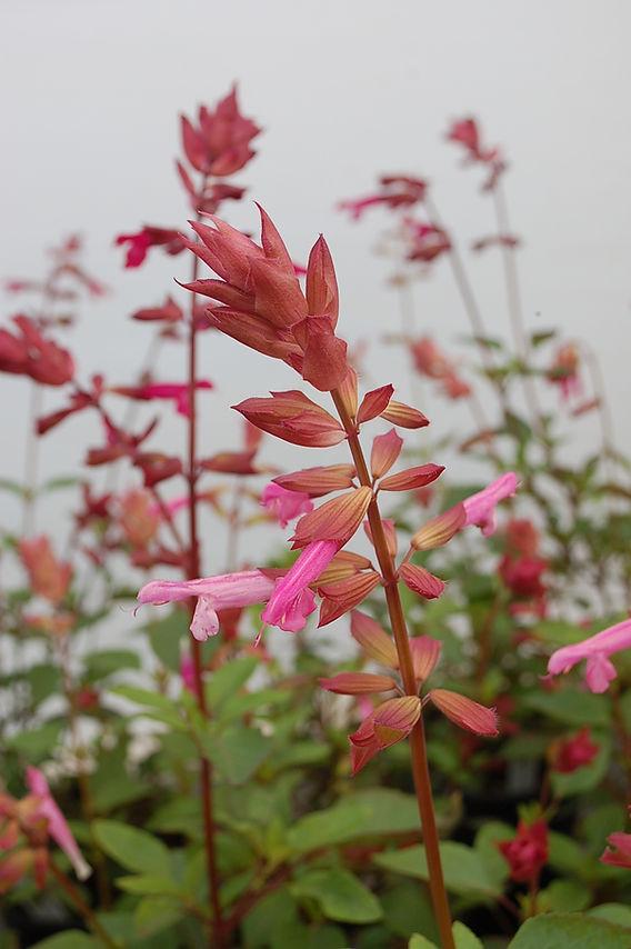 Salvia 'skyscraper Pink' - View 36 from www redcrocus com