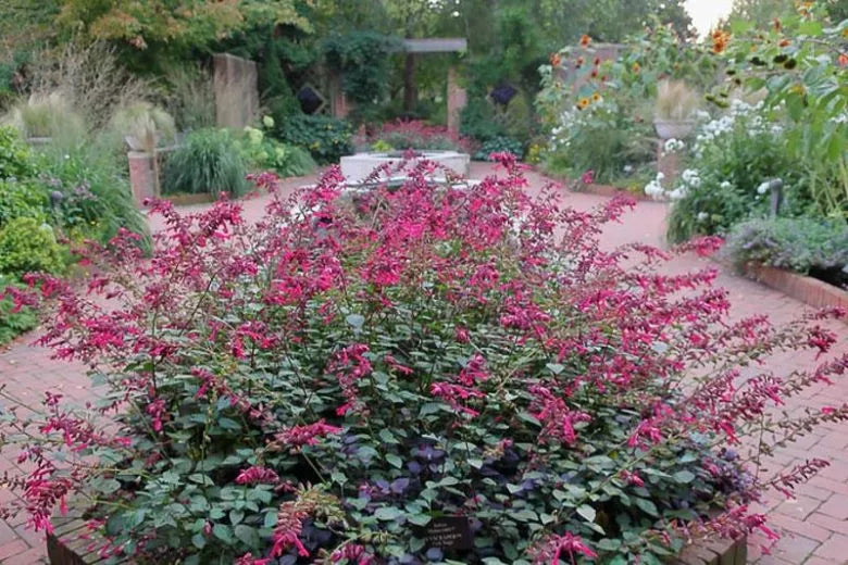 Salvia 'skyscraper Pink' - View 5 from www redcrocus com