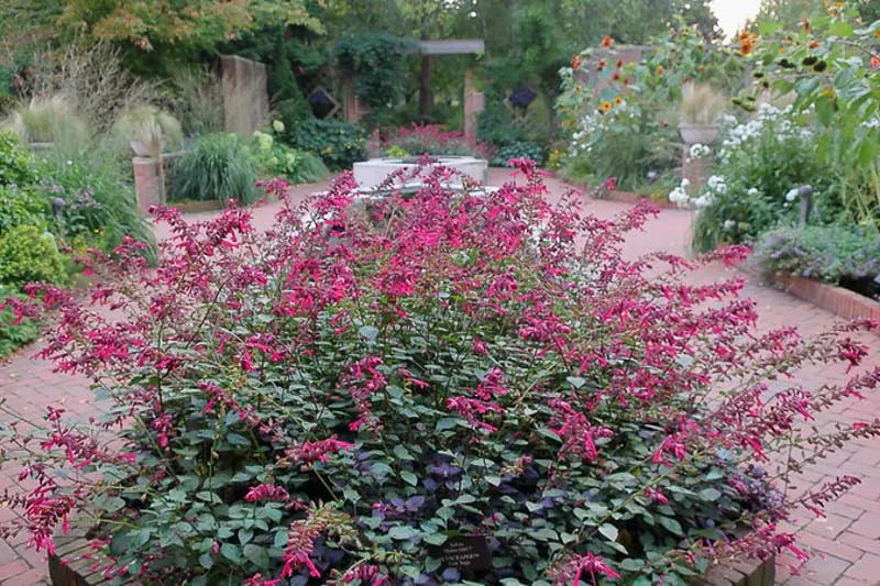 Salvia 'skyscraper Pink' - View 6 from www redcrocus com
