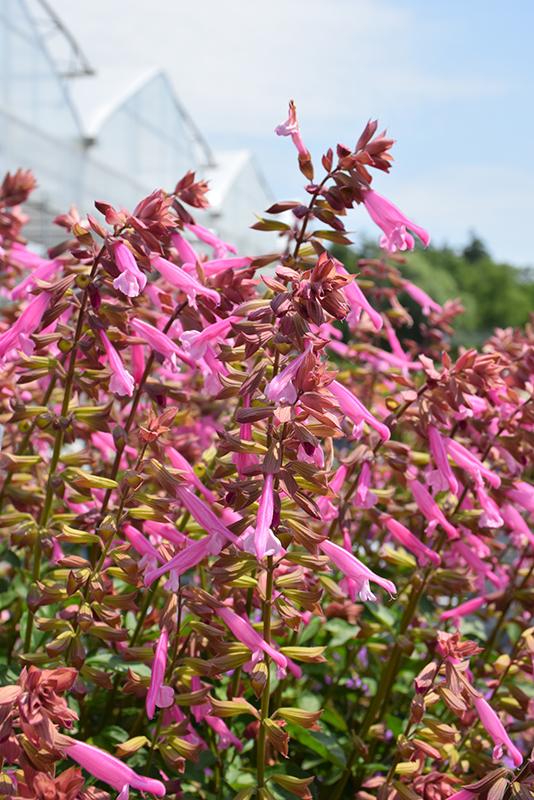 Salvia 'skyscraper Pink' - View 8 from www redcrocus com