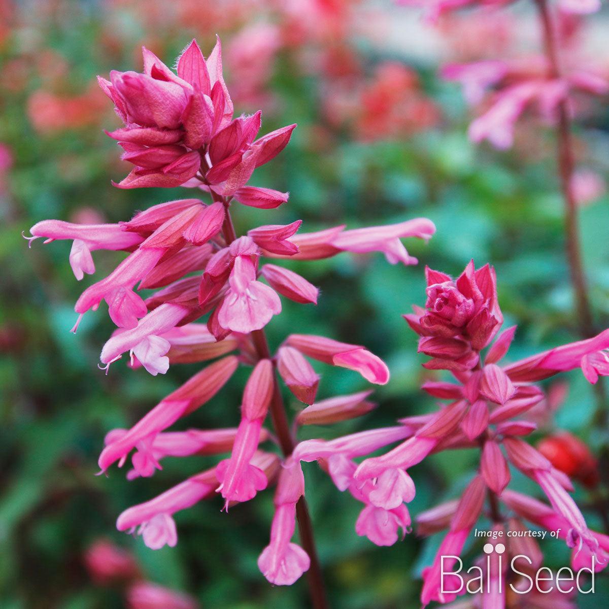 Salvia 'skyscraper Pink' - View 9 from www redcrocus com