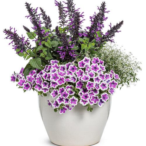 Salvia 'splendor Deep Purple' - View 12 from www redcrocus com