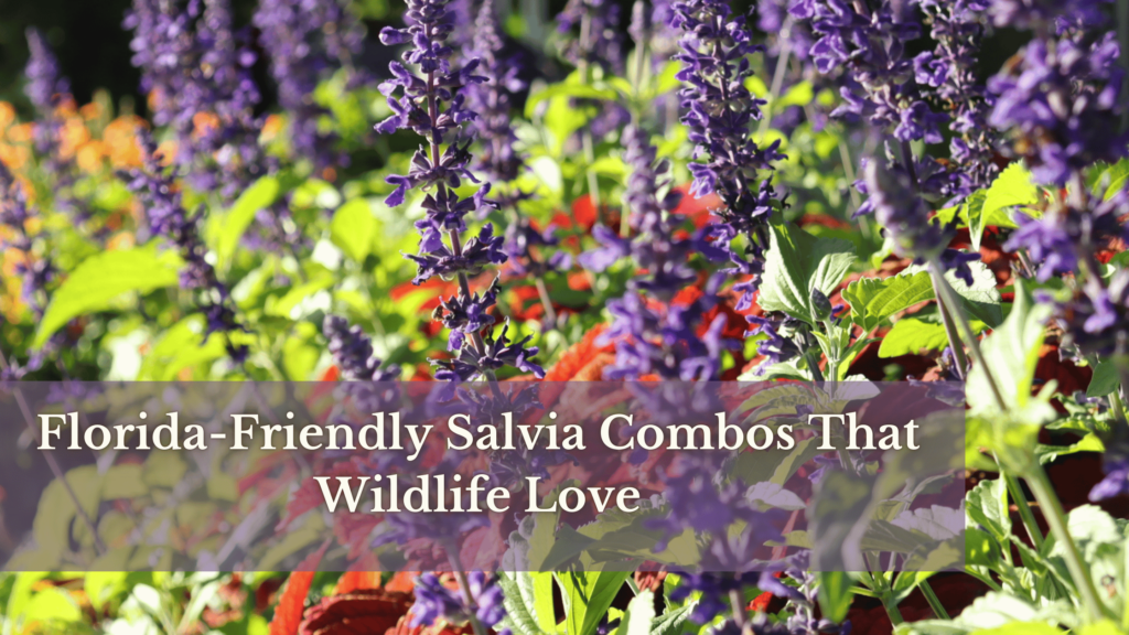 Salvia 'splendor Deep Purple' - View 13 from www redcrocus com