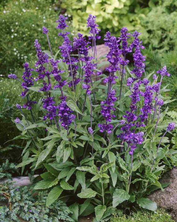 Salvia 'splendor Deep Purple' - View 15 from www redcrocus com