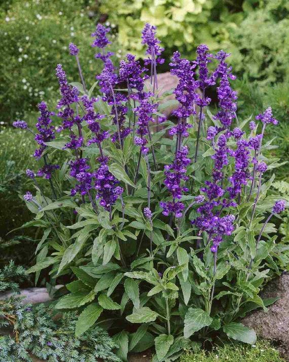 Salvia 'splendor Deep Purple' - View 16 from www redcrocus com