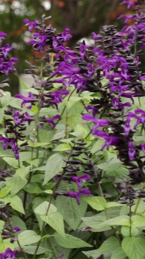 Salvia 'splendor Deep Purple' - View 17 from www redcrocus com