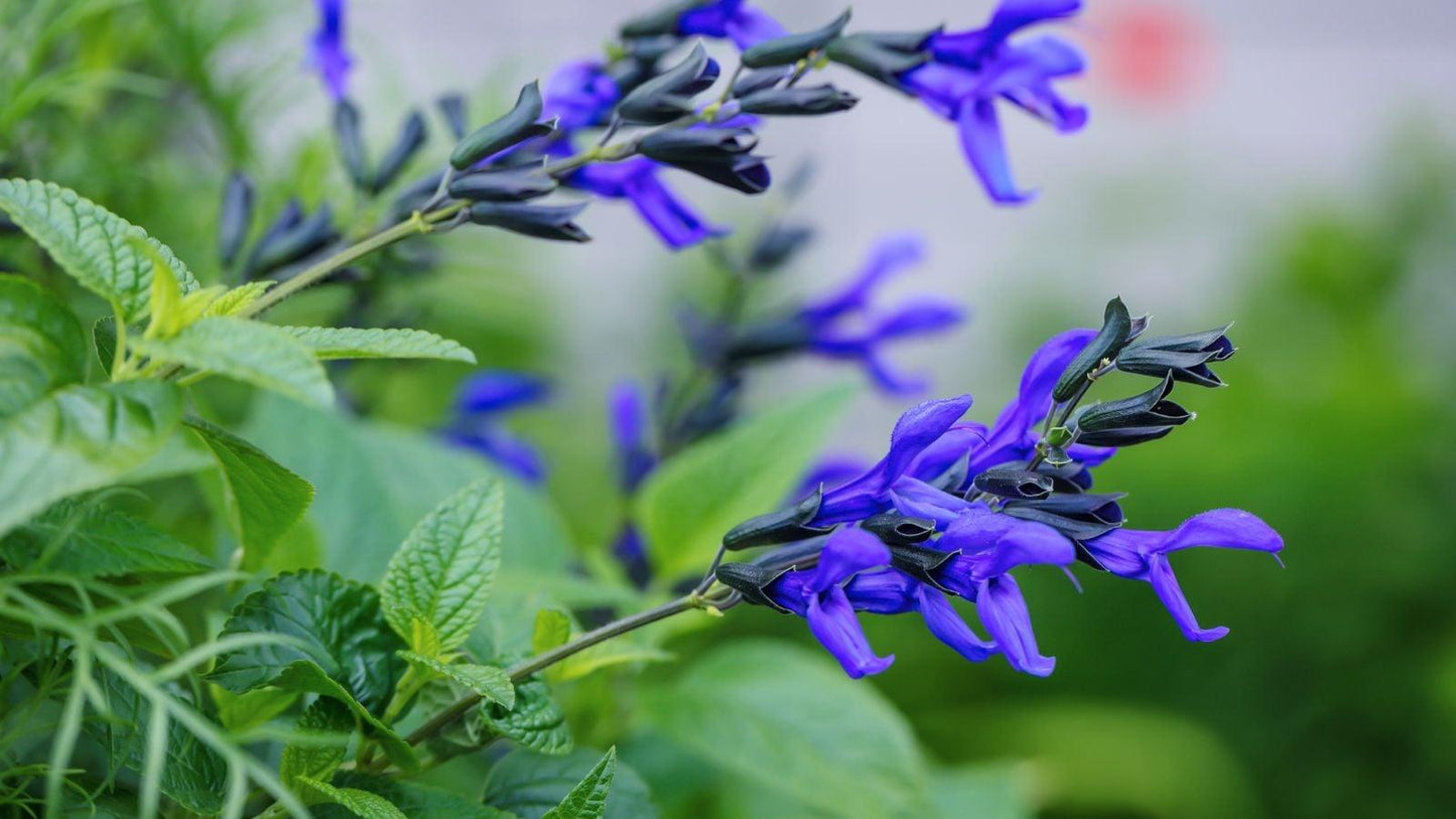 Salvia 'splendor Deep Purple' - View 18 from www redcrocus com