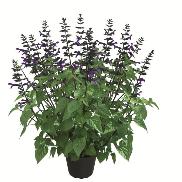 Salvia 'splendor Deep Purple' - View 1 from www redcrocus com