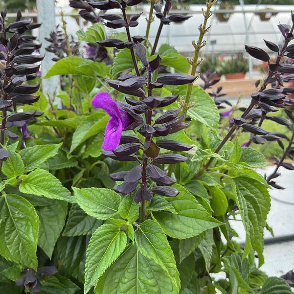 Salvia 'splendor Deep Purple' - View 20 from www redcrocus com
