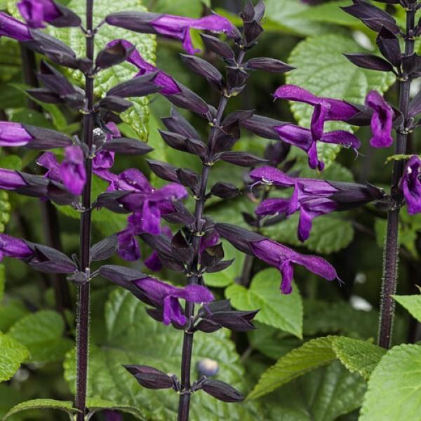 Salvia 'splendor Deep Purple' - View 21 from www redcrocus com