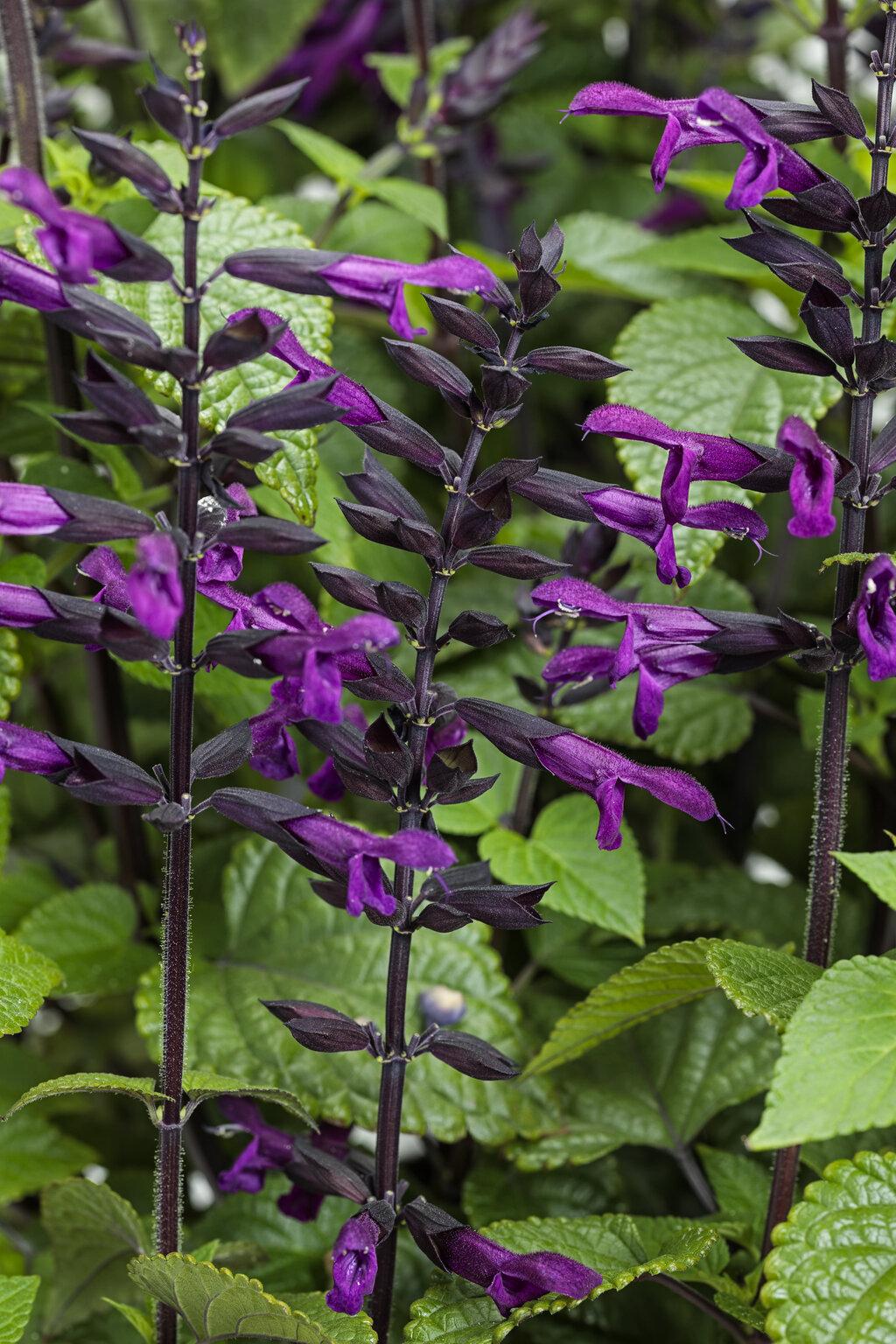 Salvia 'splendor Deep Purple' - View 2 from www redcrocus com