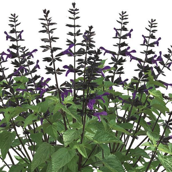 Salvia 'splendor Deep Purple' - View 3 from www redcrocus com