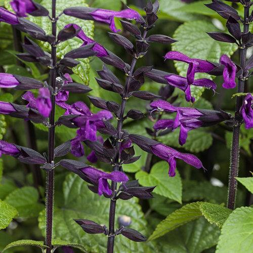 Salvia 'splendor Deep Purple' - View 4 from www redcrocus com