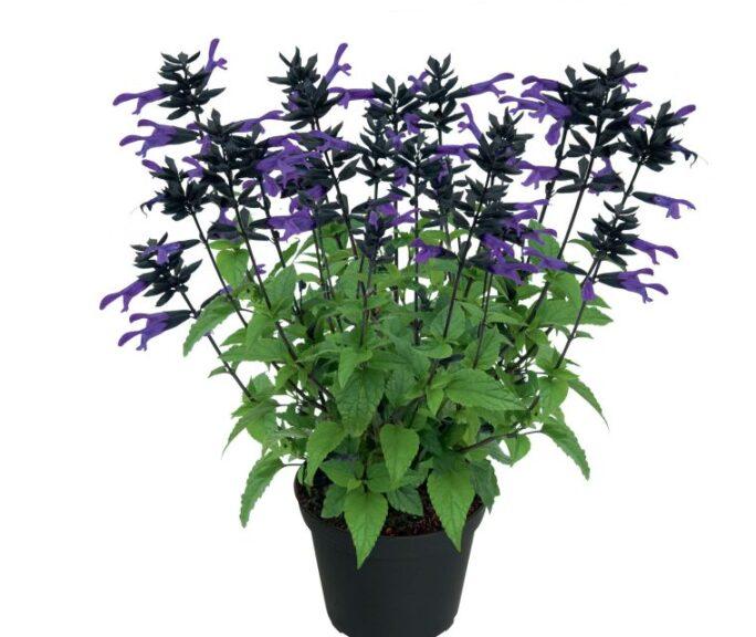 Salvia 'splendor Deep Purple' - View 5 from www redcrocus com