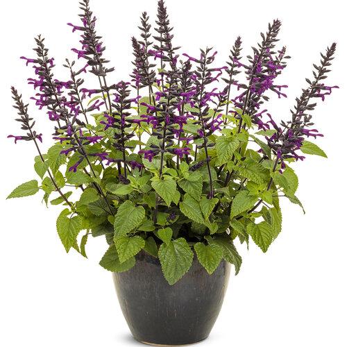 Salvia 'splendor Deep Purple' - View 7 from www redcrocus com