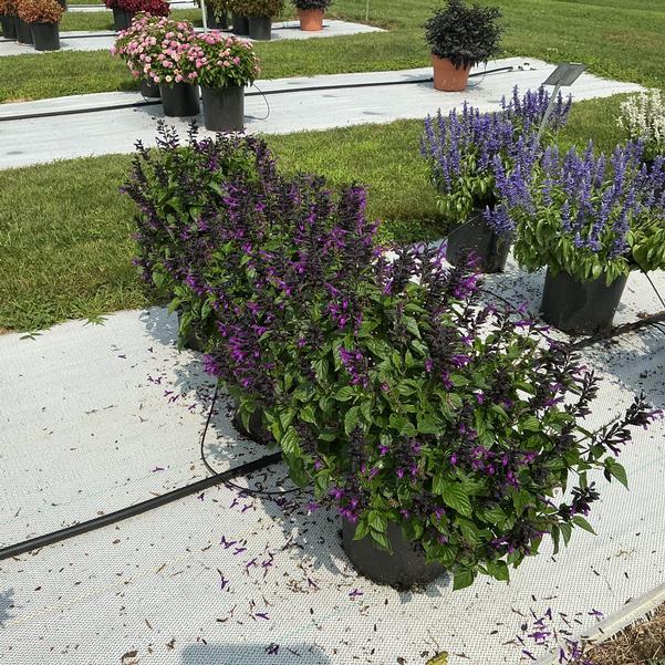 Salvia 'splendor Deep Purple' - View 9 from www redcrocus com