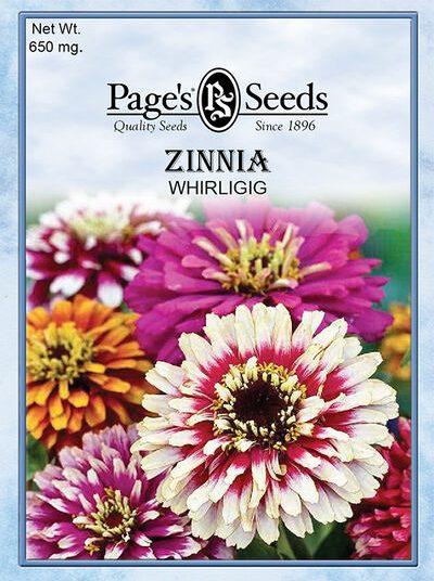 Zinnia 'elegant Hot Mix' - View 15 from www redcrocus com