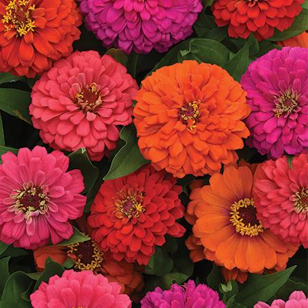 Zinnia 'elegant Hot Mix' - View 19 from www redcrocus com
