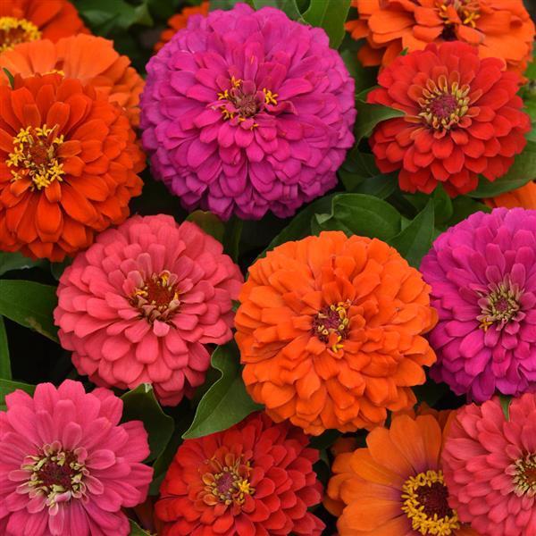 Zinnia 'elegant Hot Mix' - View 1 from www redcrocus com