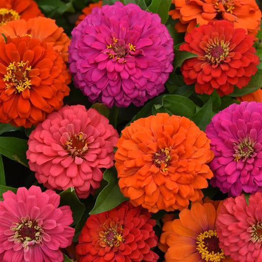 Zinnia 'elegant Hot Mix' - View 1 from www redcrocus com