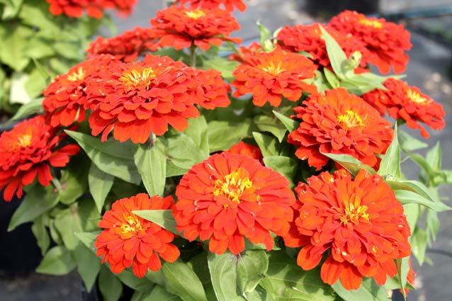Zinnia 'elegant Hot Mix' - View 20 from www redcrocus com