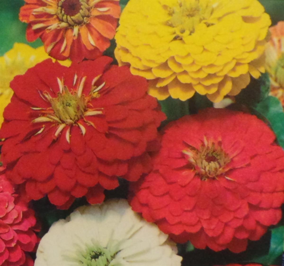 Zinnia 'elegant Hot Mix' - View 22 from www redcrocus com