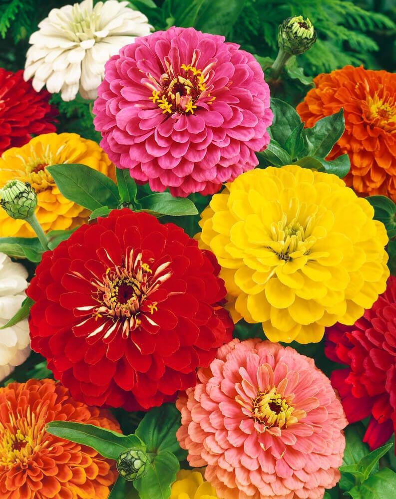 Zinnia 'elegant Hot Mix' - View 23 from www redcrocus com