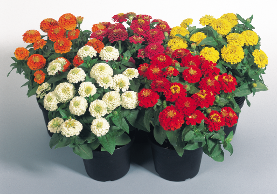 Zinnia 'elegant Hot Mix' - View 25 from www redcrocus com