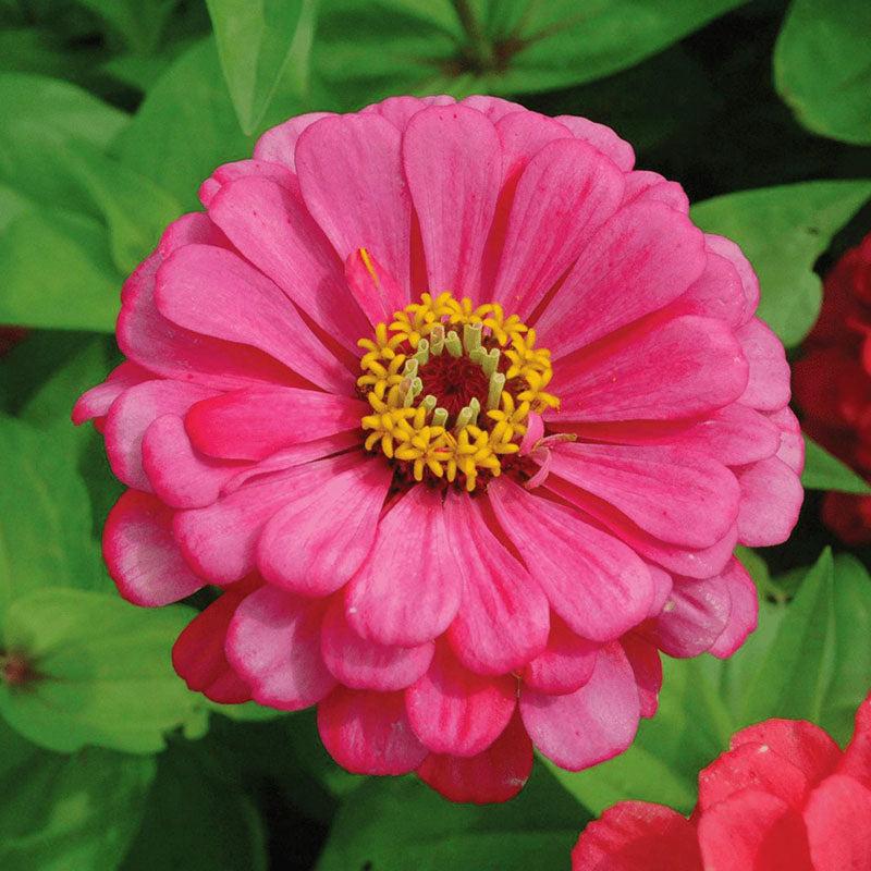 Zinnia 'elegant Hot Mix' - View 26 from www redcrocus com