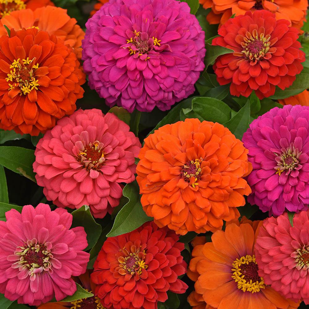Zinnia 'elegant Hot Mix' - View 2 from www redcrocus com