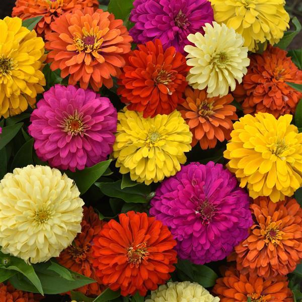 Zinnia 'elegant Hot Mix' - View 3 from www redcrocus com