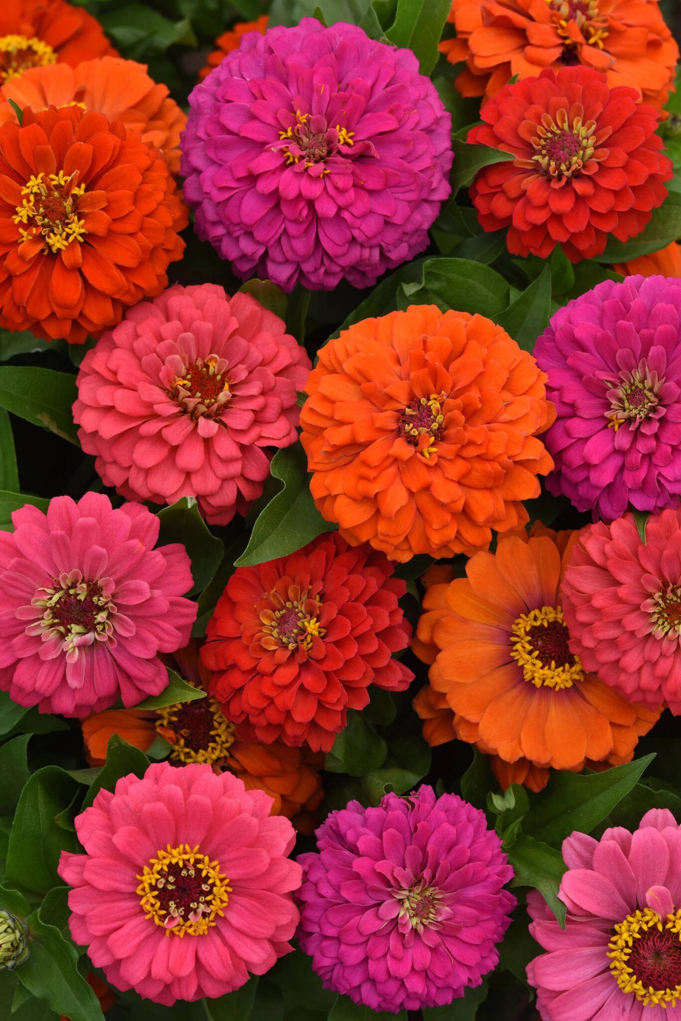 Zinnia 'elegant Hot Mix' - View 4 from www redcrocus com