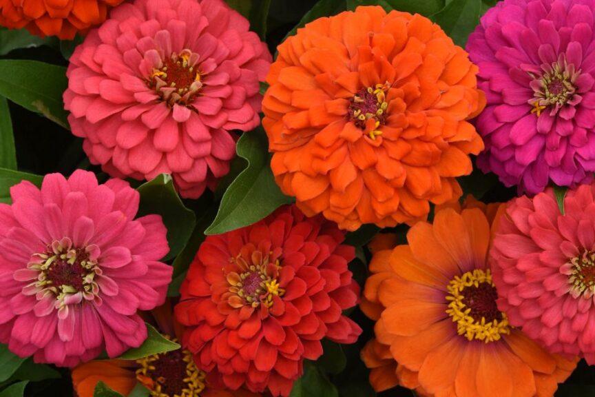 Zinnia 'elegant Hot Mix' - View 5 from www redcrocus com