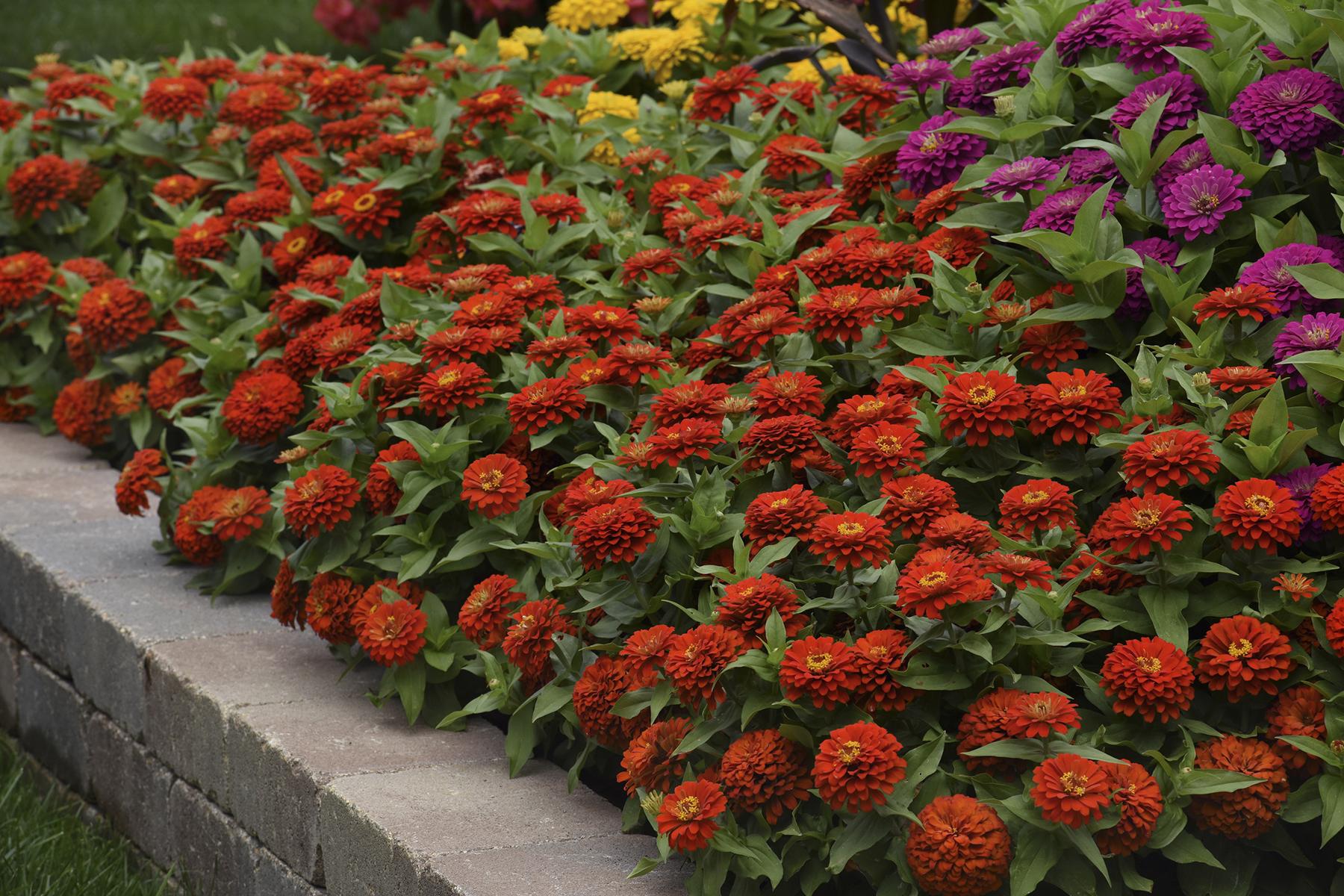 Zinnia 'elegant Hot Mix' - View 6 from www redcrocus com