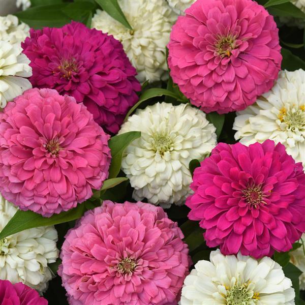 Zinnia 'elegant Hot Mix' - View 8 from www redcrocus com