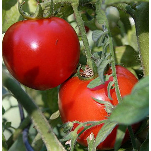 Tomato Bush Early Girl - View 1 from www redcrocus com