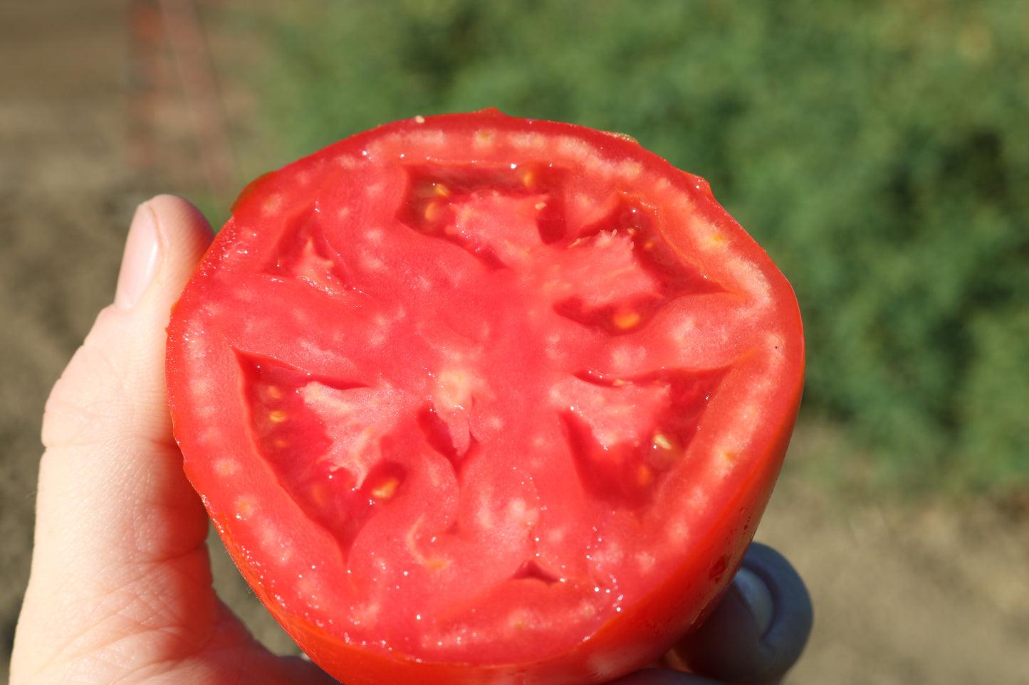 Tomato Big Beef Plus - View 12 from www redcrocus com