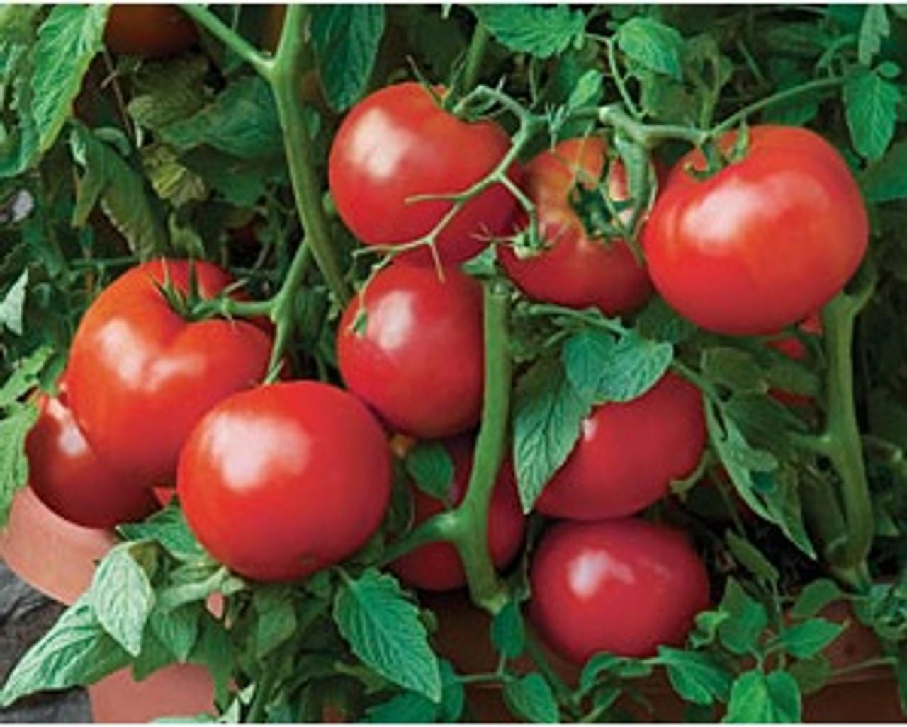 Tomato Big Beef Plus - View 2 from www redcrocus com