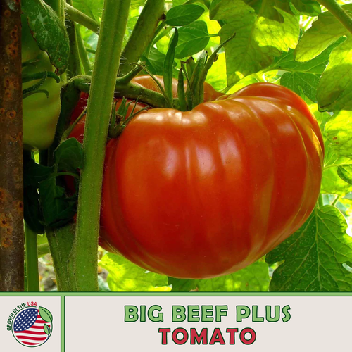 Tomato Big Beef Plus - View 5 from www redcrocus com