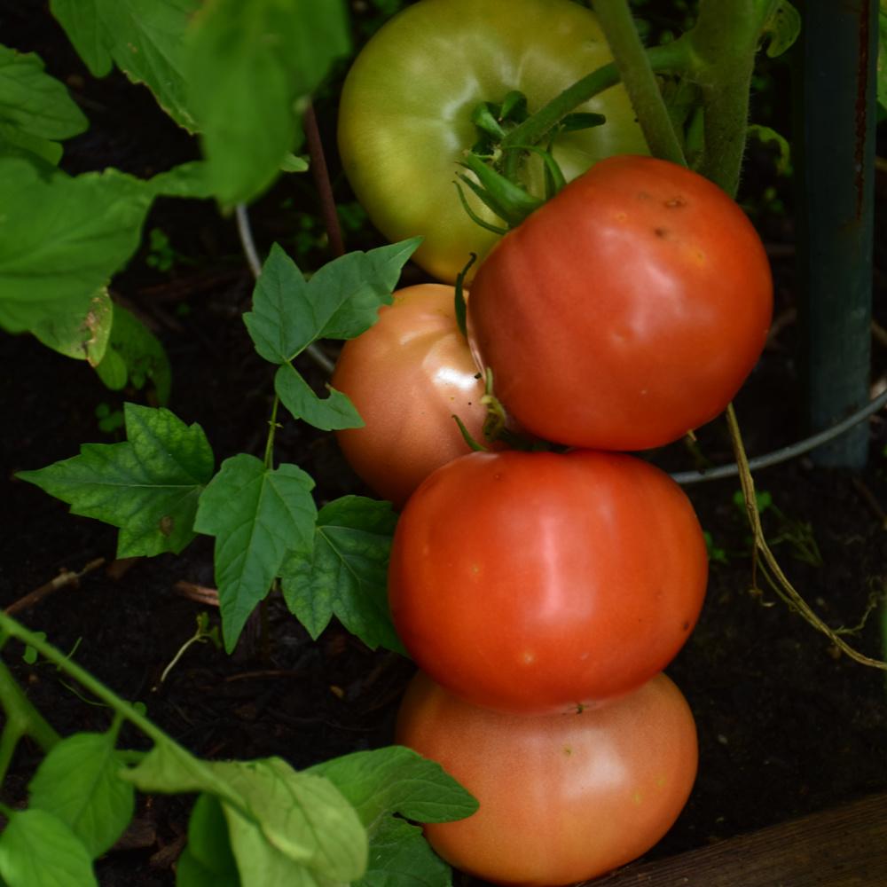 Tomato Big Beef Plus - View 6 from www redcrocus com