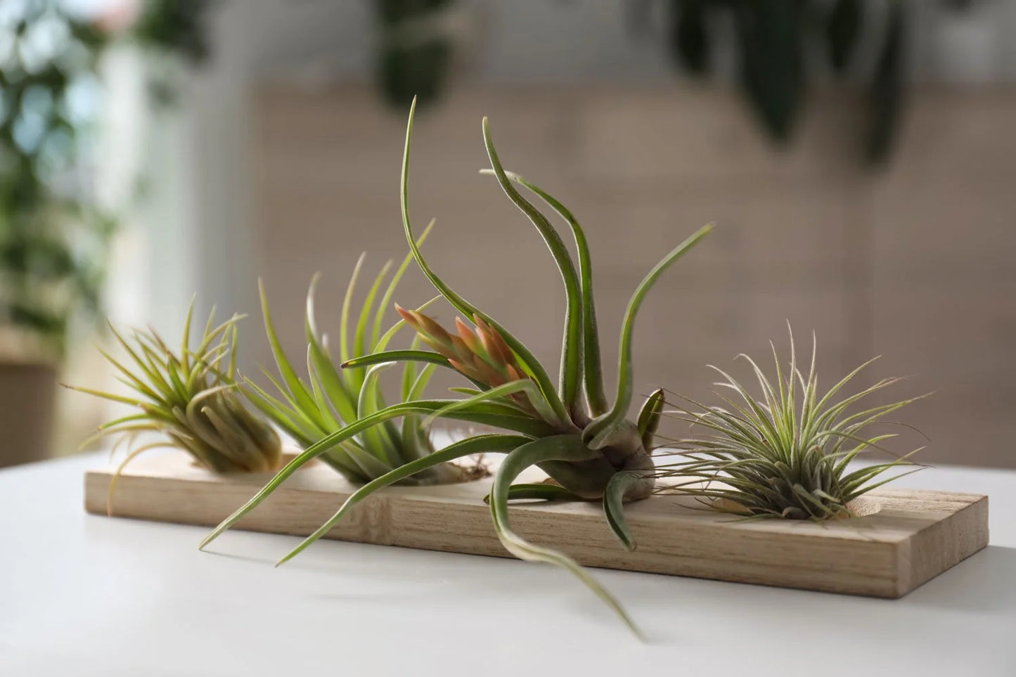 RedCrocus Air Plant Tillandsia Bromeliad- Small, Bare Root, Assorted Indoor Plant, Unique Decor for Terrariums & Mounting Bare Root (Pack of 2)
