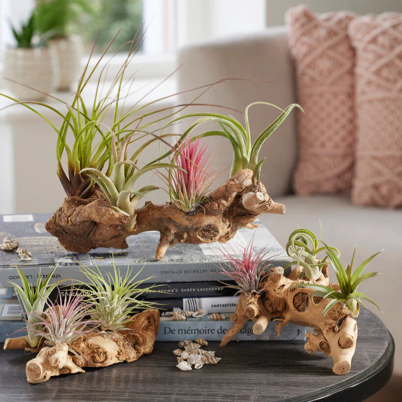 RedCrocus Air Plant Tillandsia Bromeliad- Small, Bare Root, Assorted Indoor Plant, Unique Decor for Terrariums & Mounting Bare Root (Pack of 2)