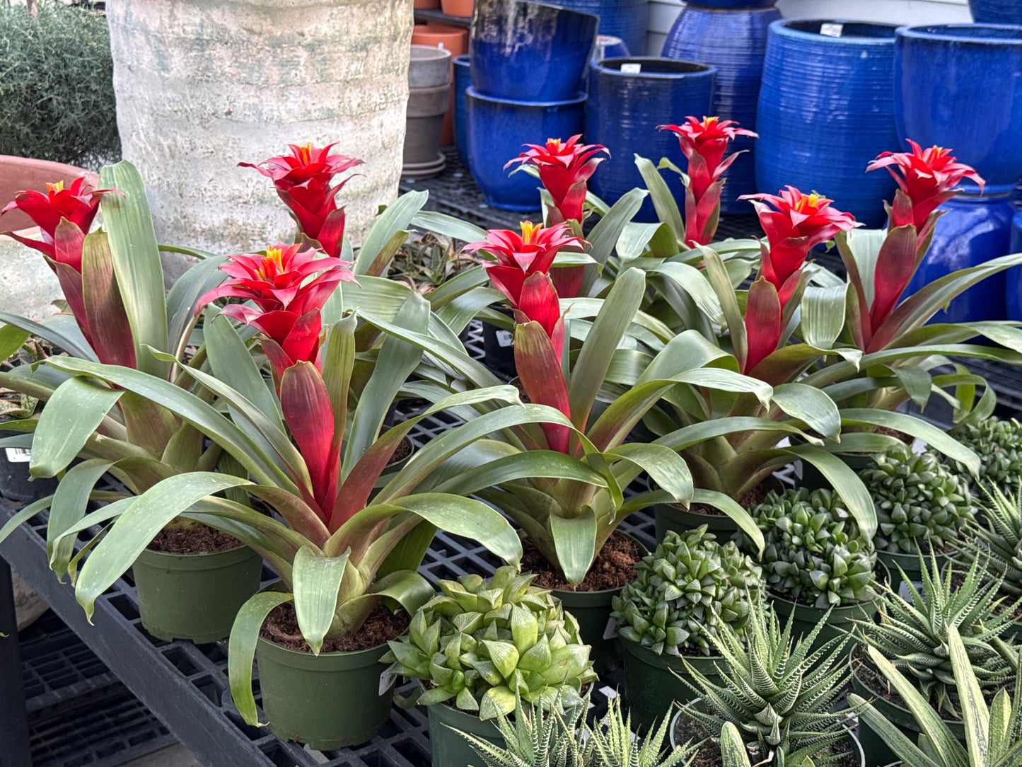 RedCrocus Guzmania Bromeliad- Bright, Colorful Indoor Plant, Tropical Rosette, Pollinator Attractant, Non-Toxic, Perfect for Decor & Gardens 6" Pot