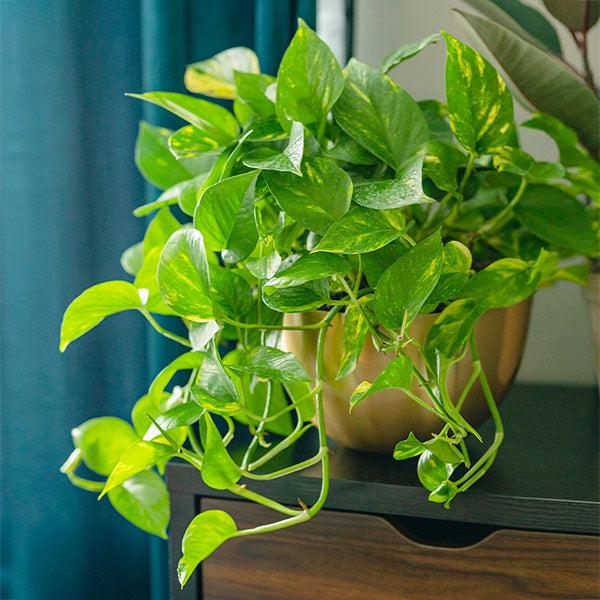 Pothos Golden - View 10 from www redcrocus com
