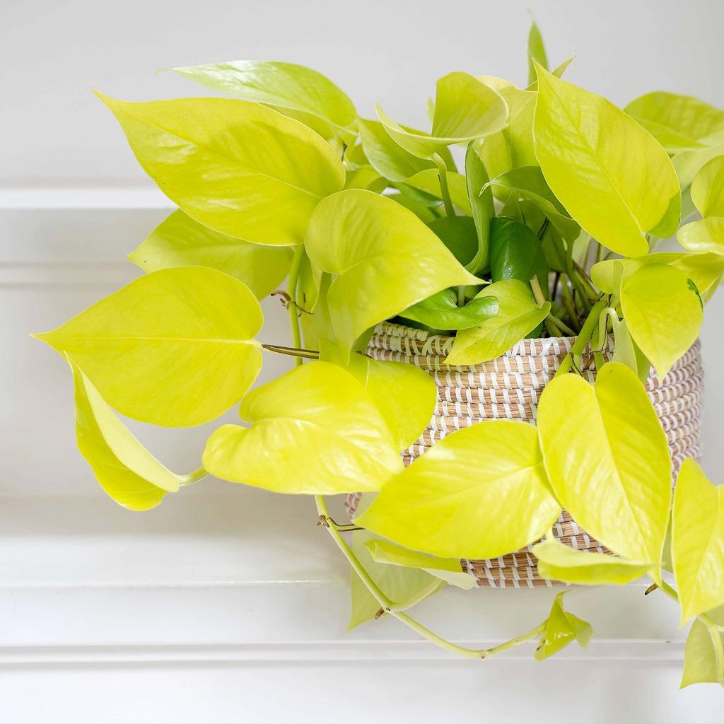 Pothos Golden - View 12 from www redcrocus com