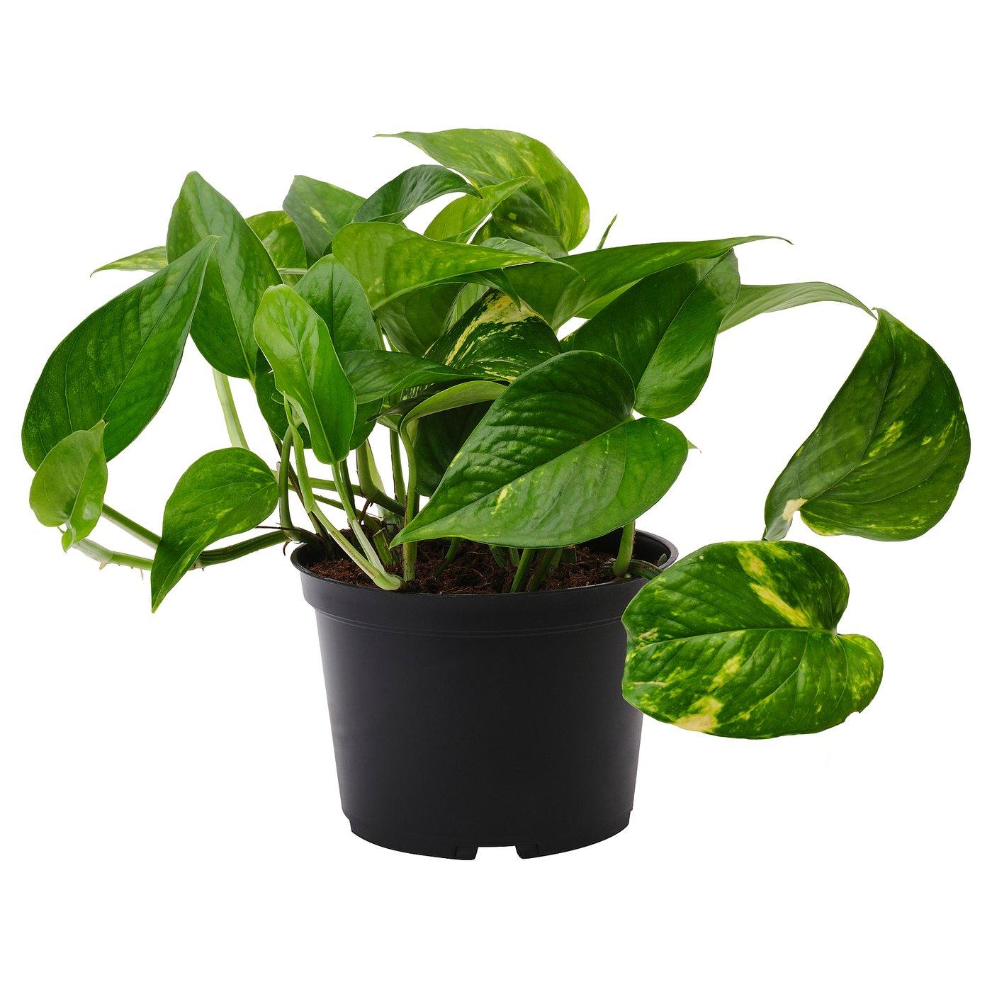Pothos Golden - View 14 from www redcrocus com